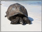 foto Flora e la Fauna alle Seychelles